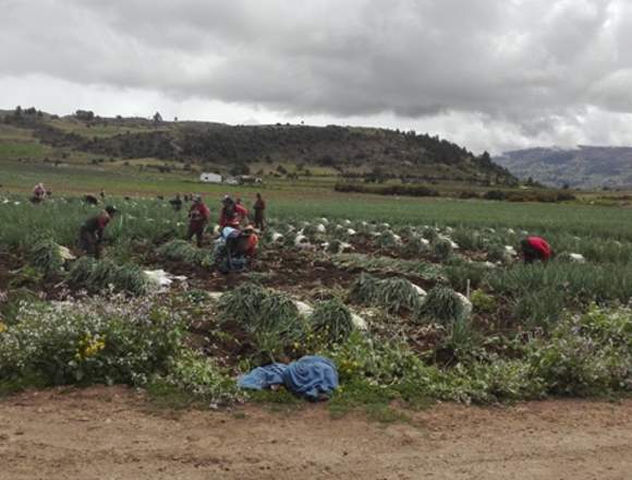 En Venta finca Con riego en tota boyaca en Tota (Municipio)