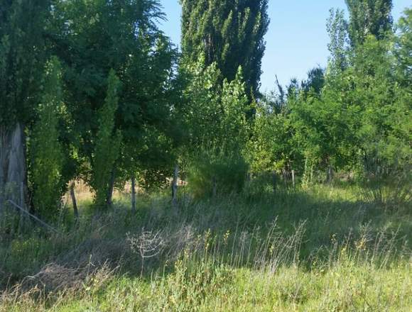 Granjitas Mendocinas, en Carmensa, Mendoza. en Bowen (Localidad)
