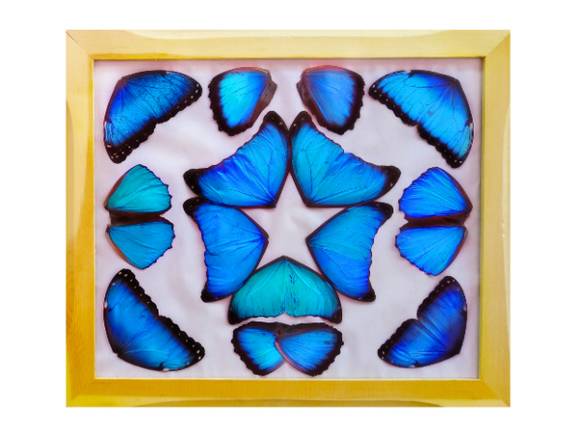 Cuadros Decorativo Hogar Arte Mariposas Decoracion en Maturín (Municipio)