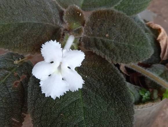 Tierra Negra, Colada y Abonada Orgánicamente