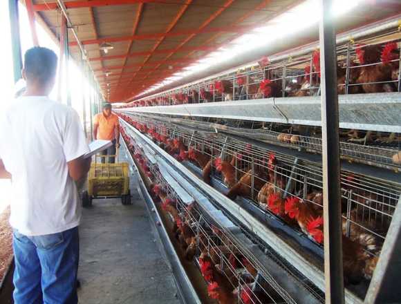 Galponero de pollos en finca en Guateque (Municipio)