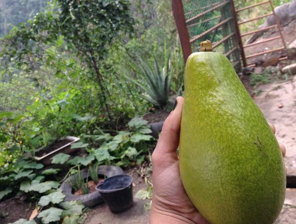 Finca en Carayaca Estado Vargas. en Vargas (Municipio)