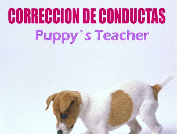Entrenamiento canino a domicilio y video chat en Baruta (Municipio)