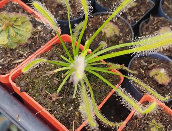 Plantas Carnivoras, droseras en Bogotá, D.C. (Municipio)