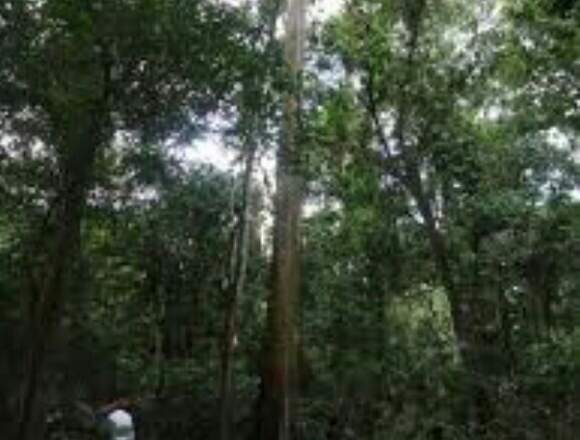Vendo finca barata . en Anorí (Municipio)