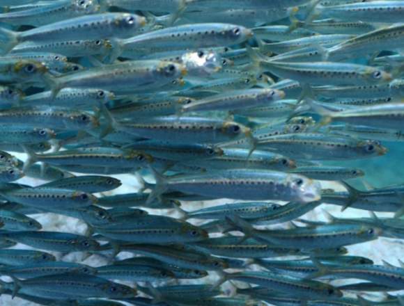 Inversión, acuicultura, negocio con peces en Risaralda (Municipio)