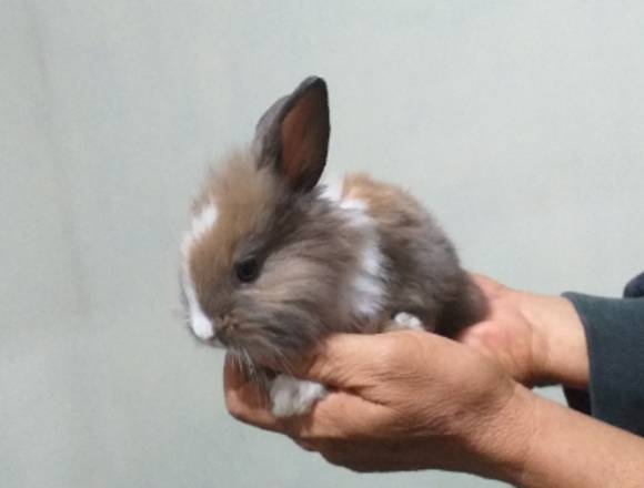 Conejitos Bebes Cabeza de Léon