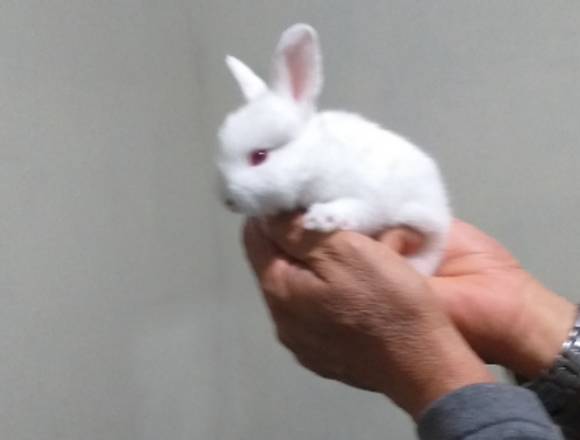 conejitos bebes baratos