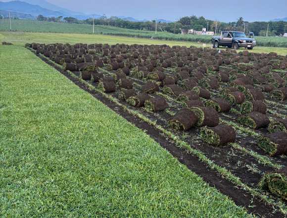 Venta de pasto san Agustín en Angel R. Cabada (Municipio)