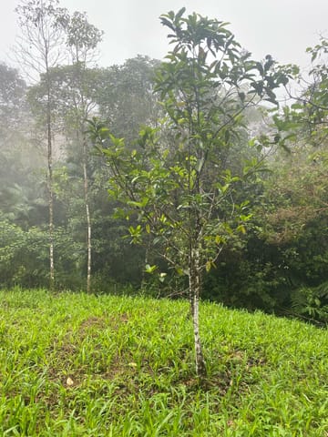 VENTA LOTE - CORREGIMIENTO DE BITACO en Santiago de Cali (Municipio)