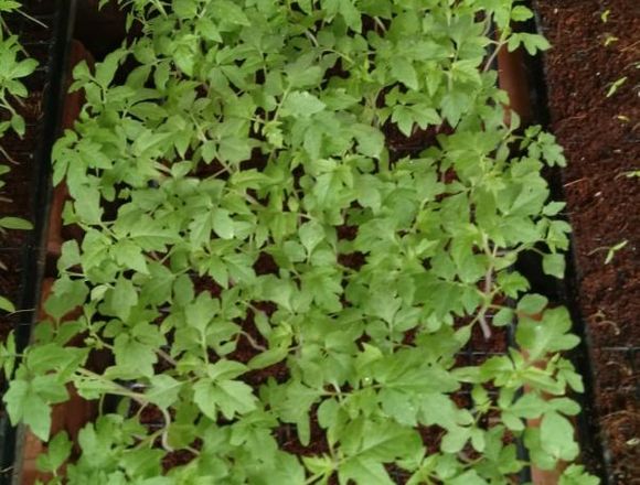 180 PLANTULAS DE TOMATE CHONTO ORGANICO en Caicedonia (Municipio)