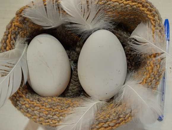 Huevos de ganso ideal dieta vegetariana en Mulchén (Comuna)