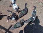 Patos de la temporada chinos mudos muscovy en Mulchén (Comuna)