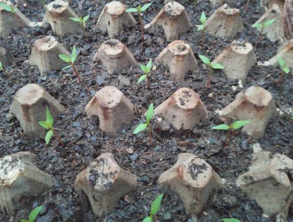 VENDO PLANTAS DE GUAYABA ROSADA Y SANDÍA CEBRA