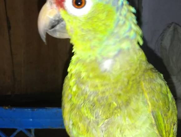 Vendo Loro moña roja en Bugaba (Distrito)