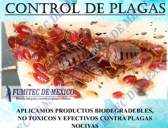 Fumigación Contra Plagas Urbanas en Ecatepec de Morelos (Municipio)
