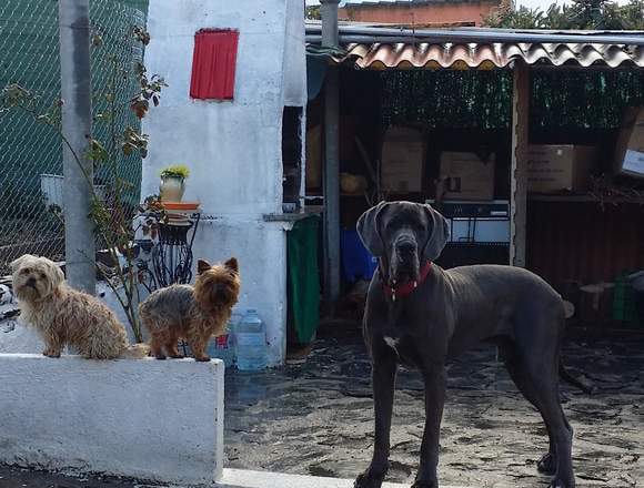 Guardería canina sin jaulas. en Madrid (Municipio)