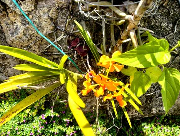 Ofrecemos Matas Decorativa Para Casa o Jardin en Santo Domingo de Guzmán (Municipio)