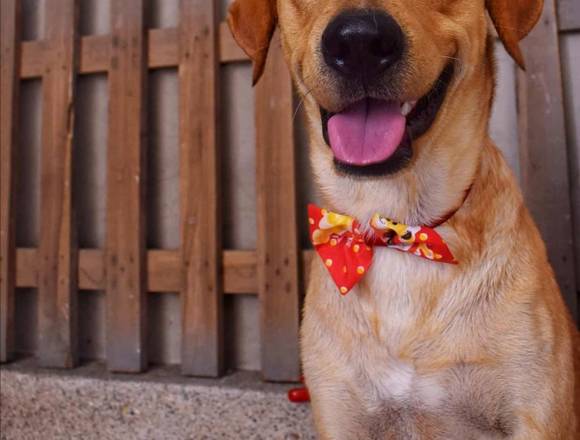 ACCESORIOS DE PELUQUERÍA CANINA en Durán (Cantón)