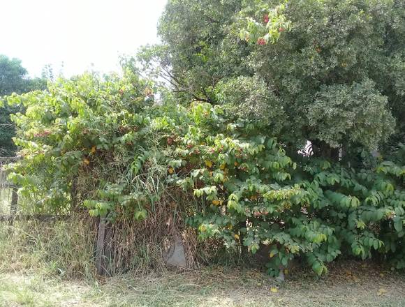 GRAN TERRENO PARA CONSTRUCCION en Corrientes (Localidad)