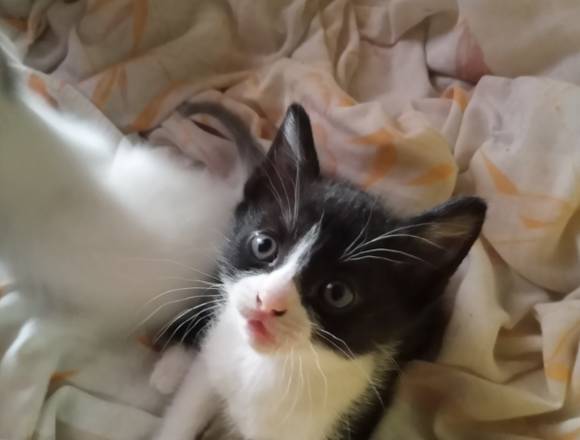 Doy en adopciòn a 4 Hermosos Gatitos.