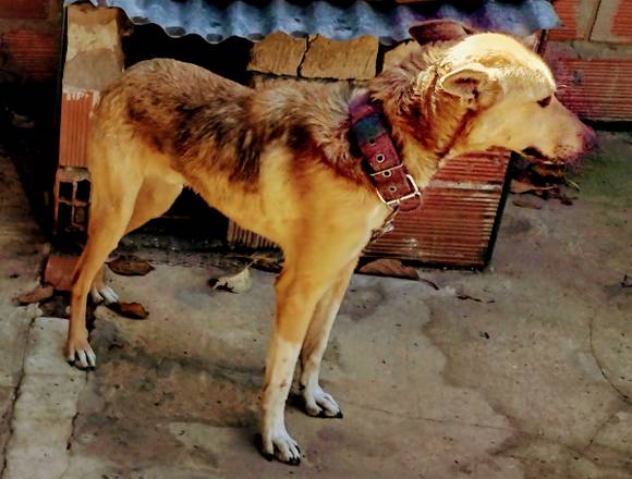 Regalo perro no puedo mantener en Villa de Mayo (Localidad)