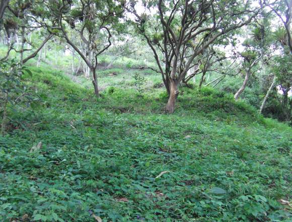 finca 12 hectáreas en plena ciudad de merida en Libertador (Municipio)