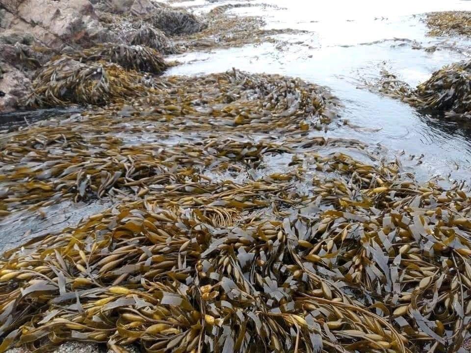 peruvian Algae seaweed from peru-Wholesale Supply