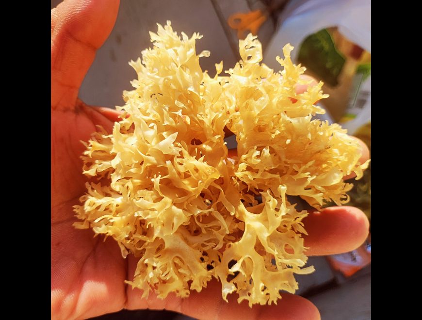 Chondrus Crispus Irish Seamoss 100% Wild-harvested from rocks in peru