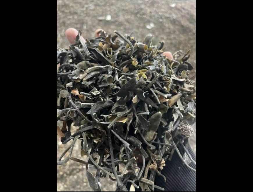 Macrocystis integrifolia Brown chopped from peru en Callao (Callao 1) (Distrito)