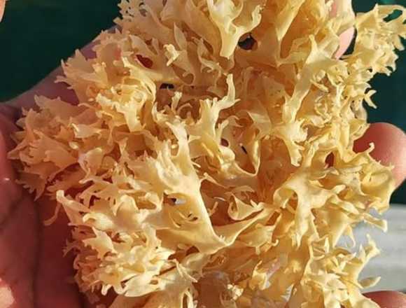 Irish Moss purple Gold from peru-Wholesale Stock en Callao (Callao 1) (Distrito)