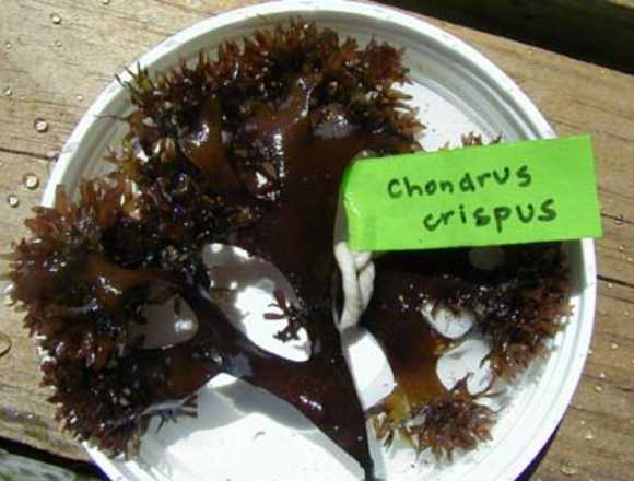 Irish moss Chondrus Crispus 100% Wild-harvested from rocks in peru