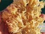 Irish Moss purple Gold from peru-Wholesale Stock
