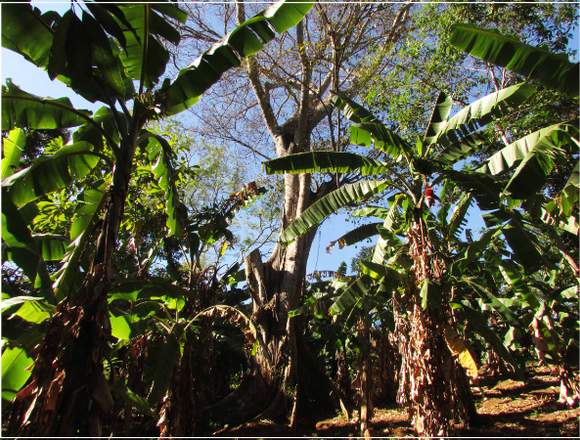 VENTA FINCA RUSTICA EN NANDASMO-MASAYA. en Nandasmo (Municipio)