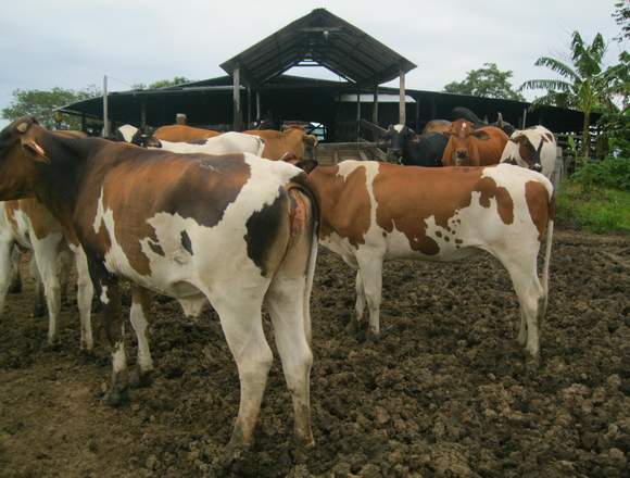 Excelente Finca Ganadera, 130 Ha, leche y ceba.