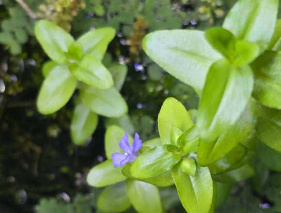 Bacopa caroliniana.