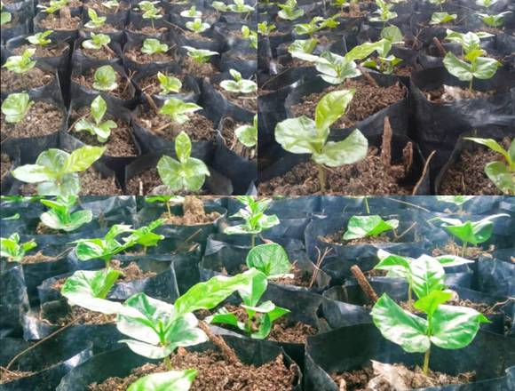 Plantulas de Cafe Castillas en Libertador (Municipio)