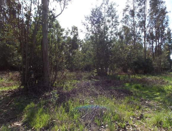 Parcelas de agrado en san Víctor Álamos en Linares (Comuna)