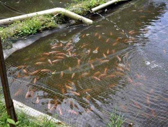 Crianza de trucha y tilapia con sistemas especial en Santa Marta (Municipio)