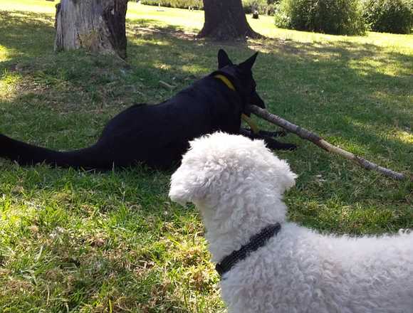 " Paseos caninos Luis" Zona villa del parque. en Buenos Aires (Localidad)