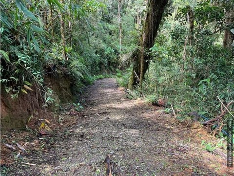 Terreno en Pérez Zeledón: 1.5 Hectareas de Naturaleza en Cerro Paragua