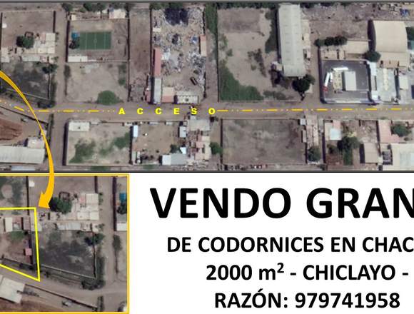 Vendo granja de codornices en Lambayeque (Distrito)