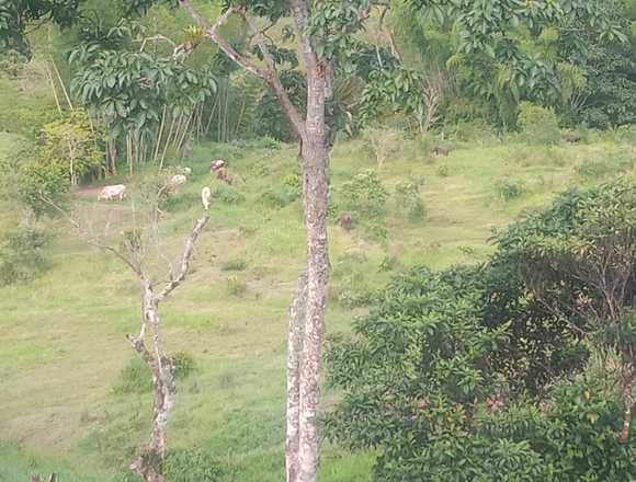 Finca vereda mismis municipio Yacopi Cundinamarca