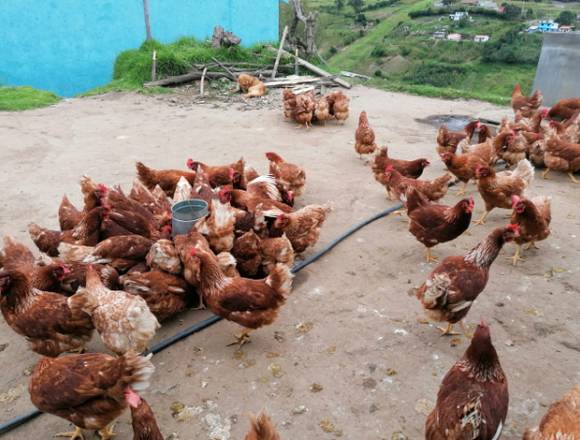 Venta de gallinas ponedoras en Quito (Cantón)