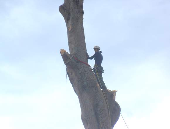 Poda, apeo y tala de árboles riesgosos en Libertador (Municipio)