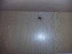 Fumigaciones olvidate de los insectos vive tranq