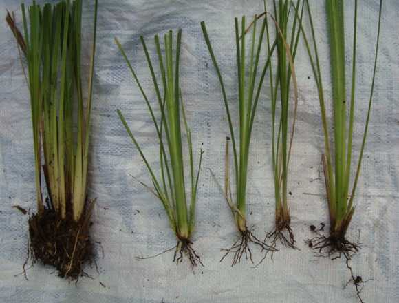 Vetiver, para el control de la erosión en tu finca en Ibarra (Cantón)