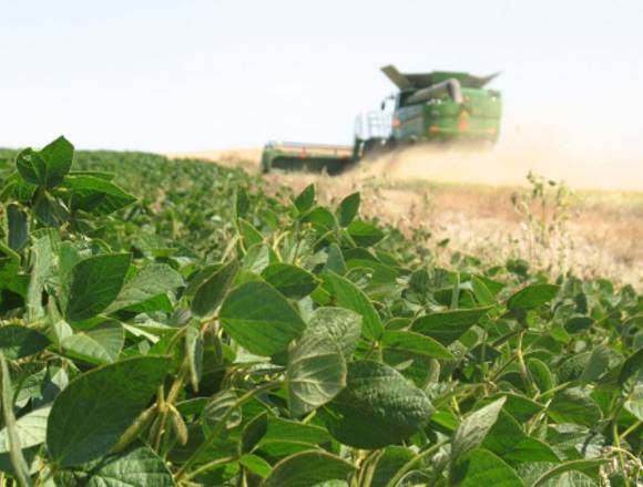 Venta Soja en Argentina en Comunidad Naranjitos (Localidad)