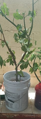 Árboles de chaya en venta