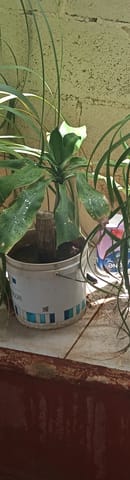 Árbol palo de Brasil en venta